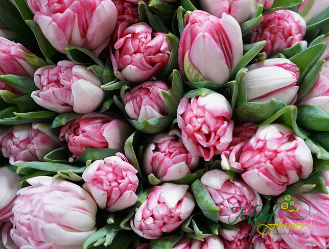 Dutch Peony-Style Tulips, Pale Pink (made to order,10 day) photo
